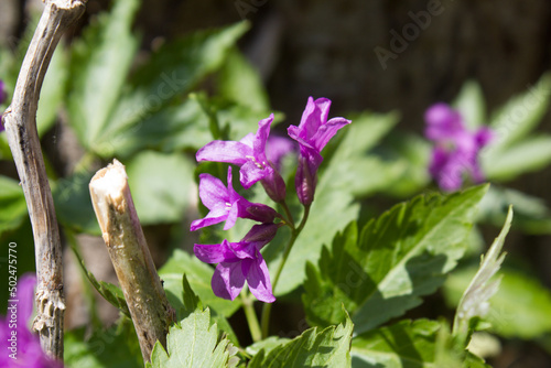 Żywiec gruczołowaty, Cardamine glanduligera.