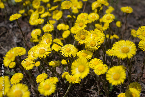 Przymiotno wąskolistne, Erigeron linearis.