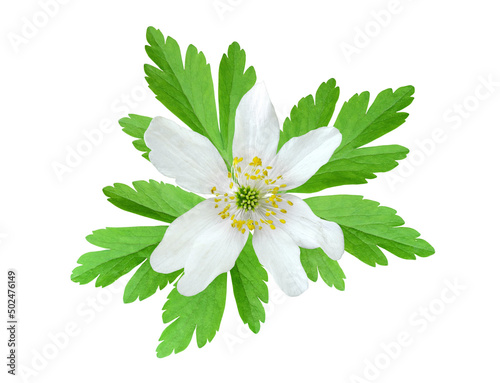 Wood anemone flower (Anemonoides nemorosa, windflower or european thimbleweed), early-spring flowering plant isolated on white background. Floral design element.