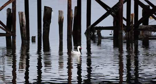 cisne coscoroba blanco nadando en aguas marítimas de la Patagonia, cisne de pico rojo reflejado en las aguas del mar, con reflejos de las bases de una antiguo muelle de madera oscura reflejada  photo