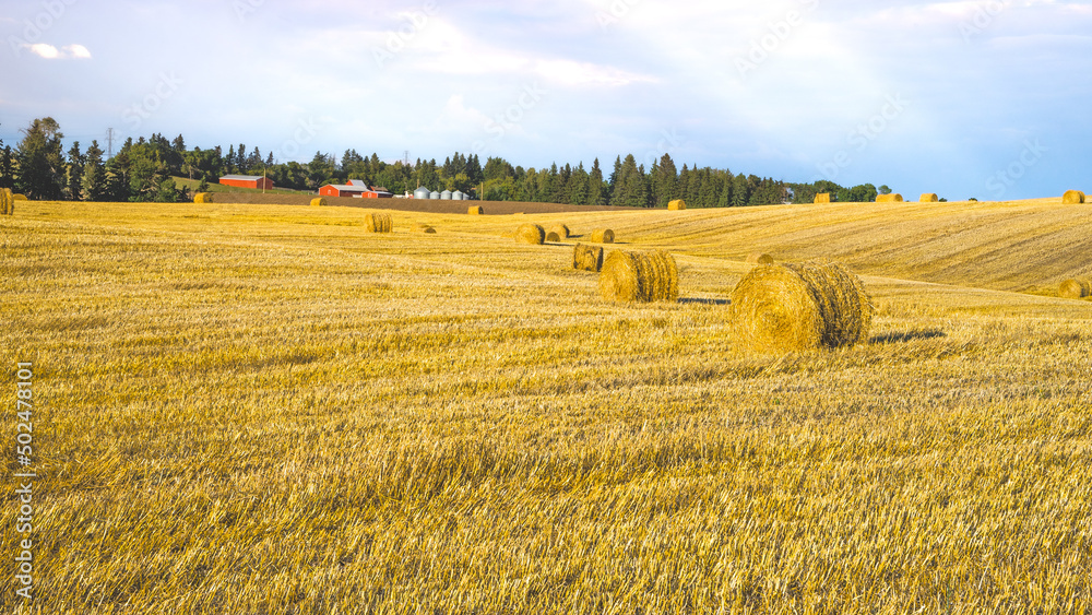 Grain crop harvested field