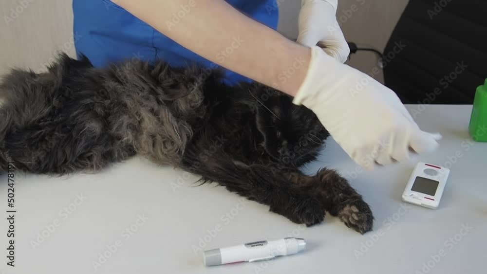 Cat Blood Glucose Test. Veterinary taking drop of blood from diabetic