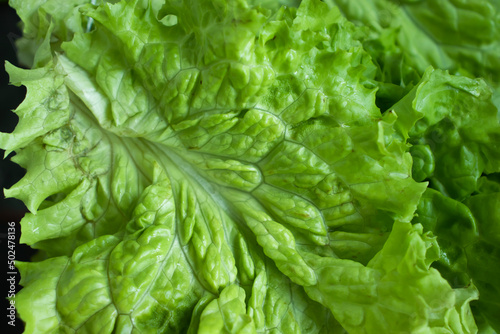 Fresh green leaf lettuce closeup