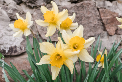 Beautiful fresh spring daffodils out in the Springtime.