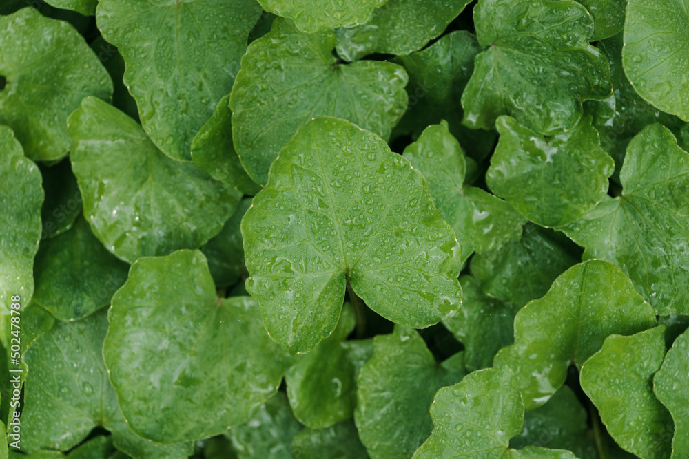 Green leaves with water drops Green leaves with water drops