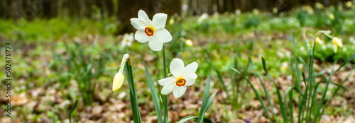 Panel kuchenny z motywem Kwiaty