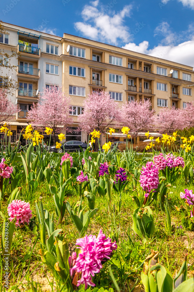 Urban spring landscape with flowering hyacinths and narcissus. City of Zilina, Slovakia, Europe.