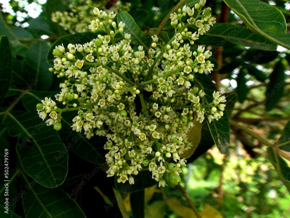 planta aroeira vermelha - schinus terebinthifolia planta aroeira vermelha - schinus terebinthifolia