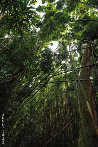 Bamboo forest | Maui, Hawaii