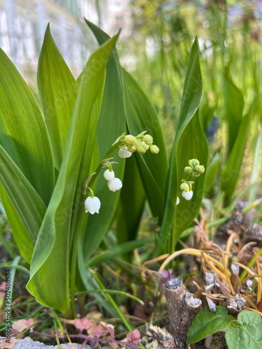 spring flowers on the background of a spring day