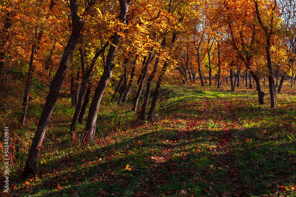 Colorful park in the autumn . Walnut trees in the fall season  
