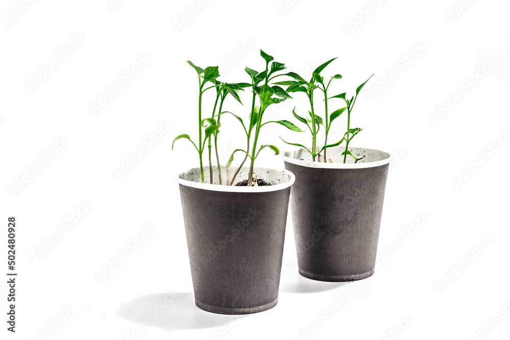 Assorted young pepper seedlings isolated on white background. Spring planting and gardening concept