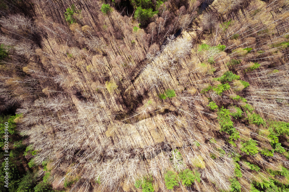 Mixed forest top-down aerial view Mixed forest top-down aerial view