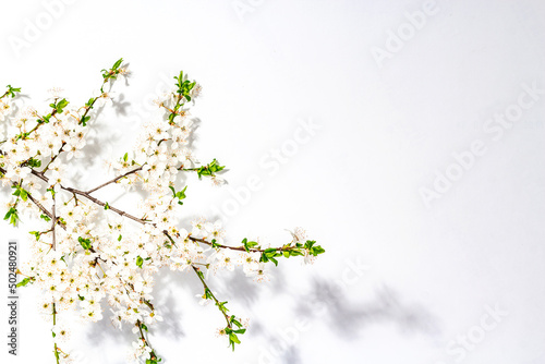 Blooming cherry plum branches isolated on white background. Festive greeting card