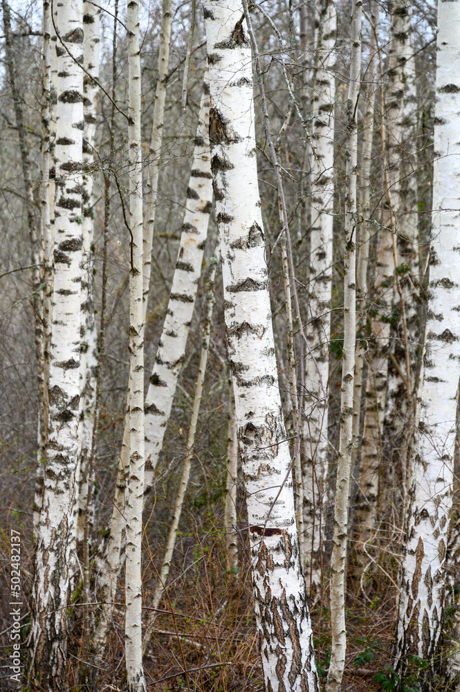 Fototapeta premium Graphic pattern in nature in the white and black bark of birch trees, as a nature background 