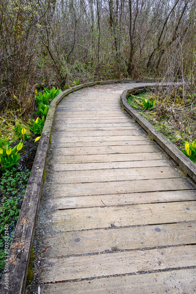 Wood boardwalk trail through a wetland forest on a spring day, adventure in the woodland, blooming skunk cabbage along the trail
Wood boardwalk trail through a wetland forest on a spring day, adventure in the woodland, blooming skunk cabbage along the trail
