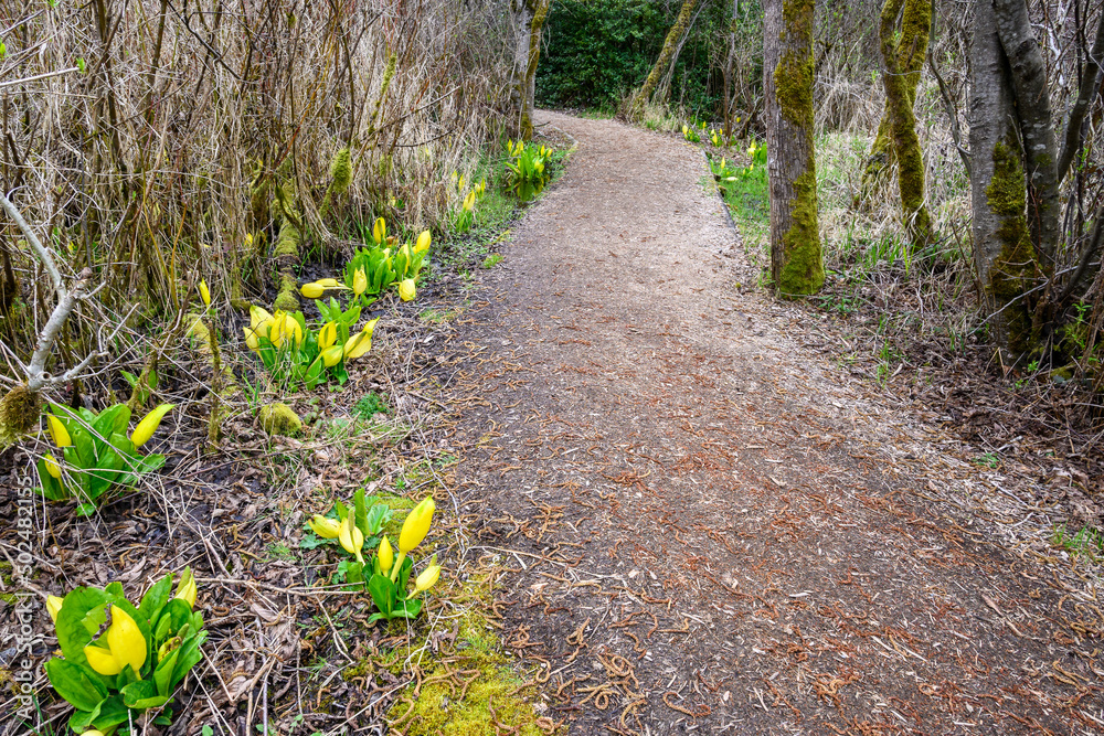 Dirt trail through a wetland forest on a spring day, adventure in the woodland, blooming skunk cabbage along the trail
Dirt trail through a wetland forest on a spring day, adventure in the woodland, blooming skunk cabbage along the trail