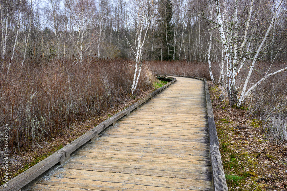 Wood boardwalk trail through a wetland forest on a spring day, adventure in the woodland, graphic birch trees in the background
Wood boardwalk trail through a wetland forest on a spring day, adventure in the woodland, graphic birch trees in the background