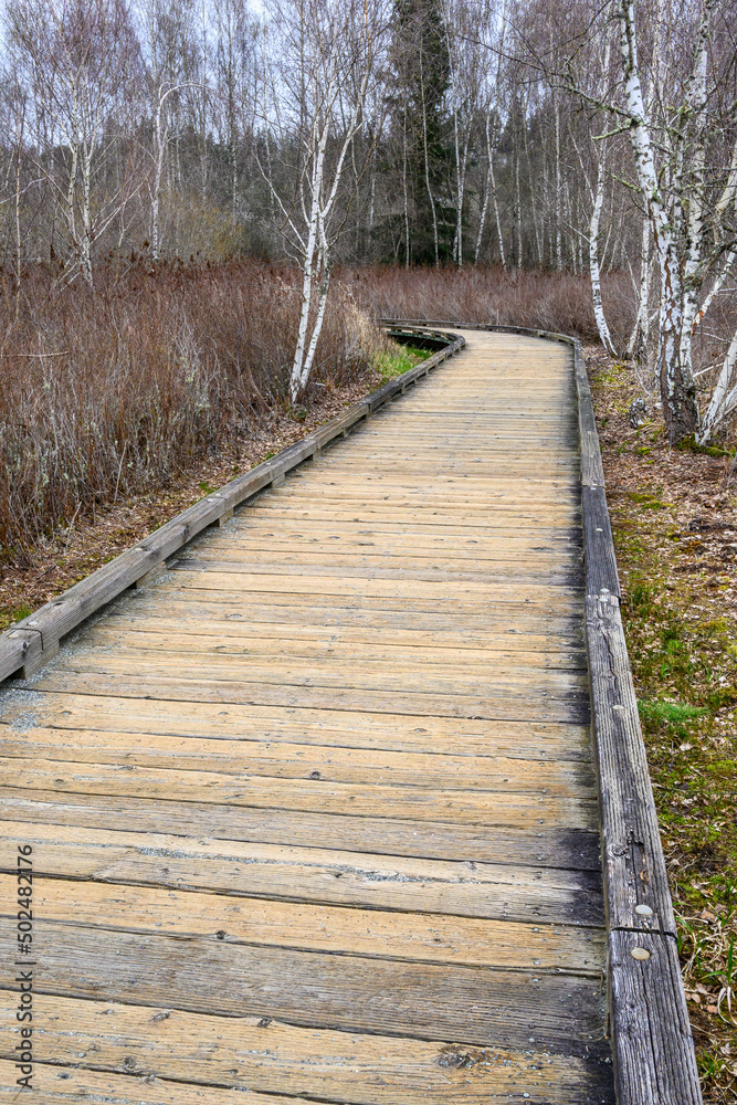 Wood boardwalk trail through a wetland forest on a spring day, adventure in the woodland, graphic birch trees in the background
