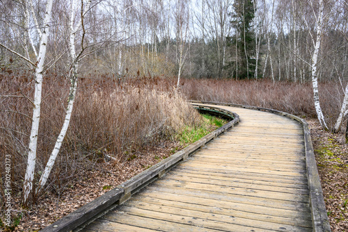 Wood boardwalk trail through a wetland forest on a spring day, adventure in the woodland, graphic birch trees in the background 
