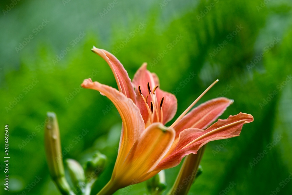 Fototapeta premium Fleur de Lys orange et jaune avec verdure en été 