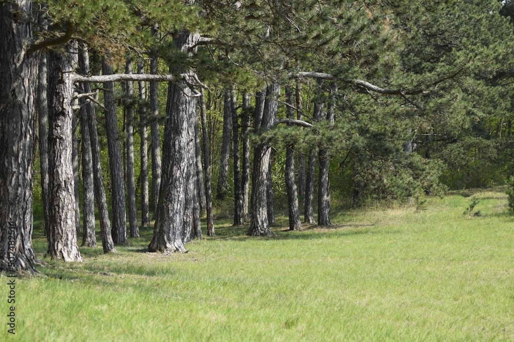 Fototapeta premium Kiefernwald