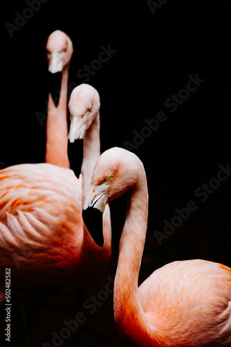 Bad Flamingos