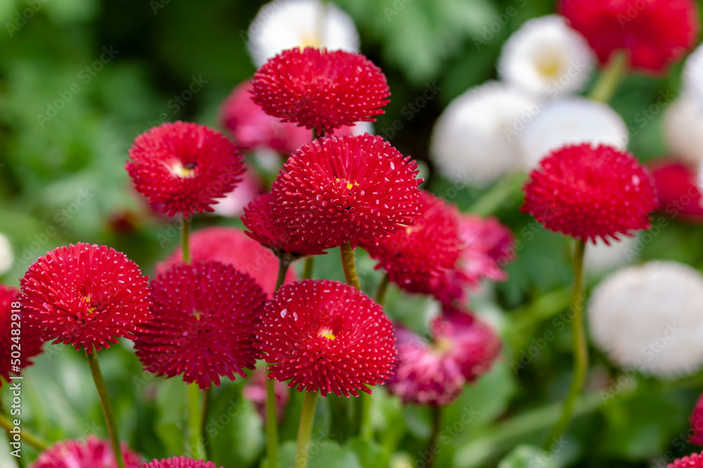 Bellis, Gänseblümchen, Tausendschön, Maßliebschen Bellis, Gänseblümchen, Tausendschön, Maßliebschen