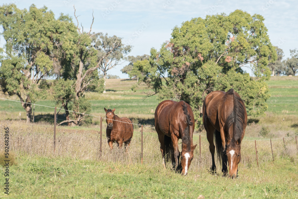 horses in the field