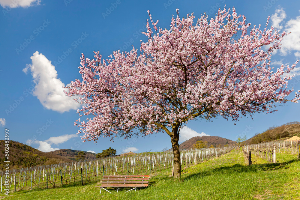 Blühender Mandelbaum (Prunus dulcis) über Birkweiler