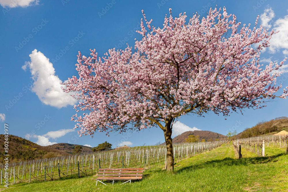 Blühender Mandelbaum (Prunus dulcis) über Birkweiler Blühender Mandelbaum (Prunus dulcis) über Birkweiler