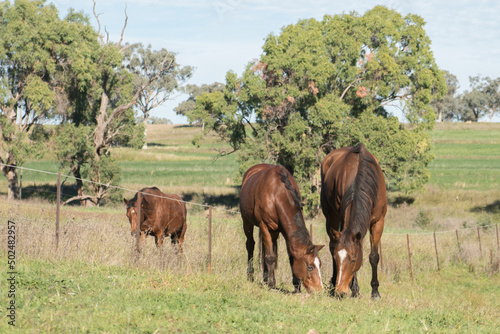 horses grazing in a field