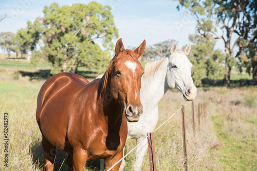 horse in the field