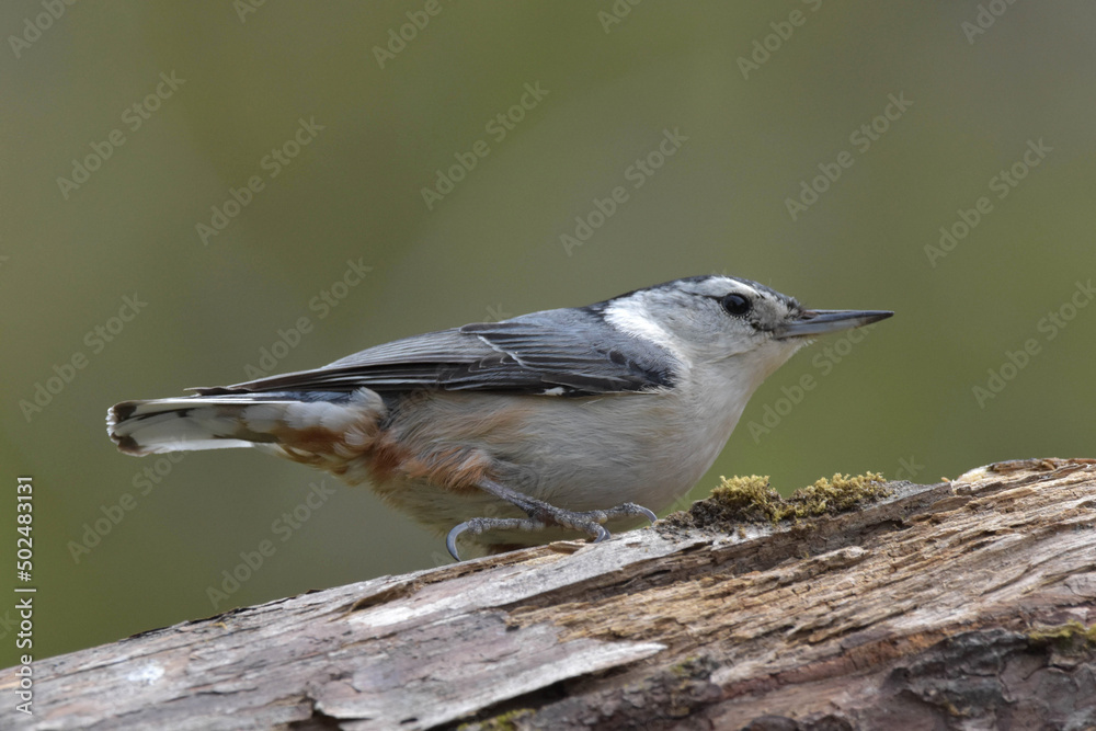 Obraz premium White-Breasted Nuthatch, closeup.