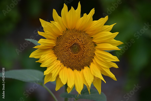 Fleur de tournesol jaune