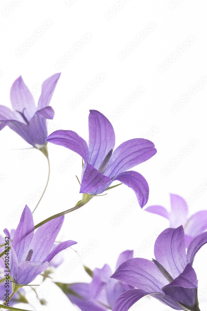 Beautiful purple meadow bell flowers  as isolated close up