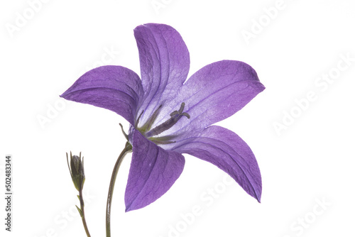 Fototapeta Naklejka Na Ścianę i Meble -  Single purple meadow bell flower as isolated close up