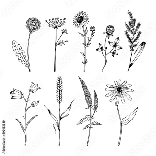 Hand drawn wildflowers set in realistic style. Wildflowers sketch. Outline.