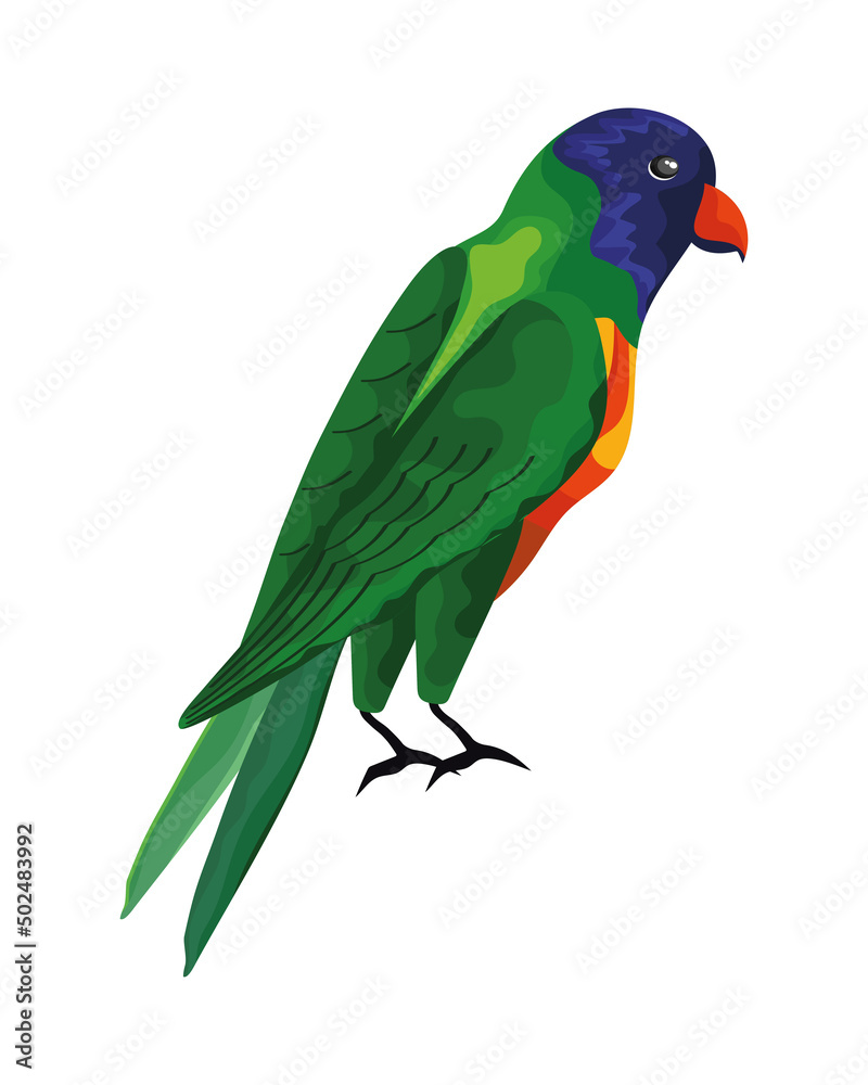 parrot exotic bird parrot exotic bird