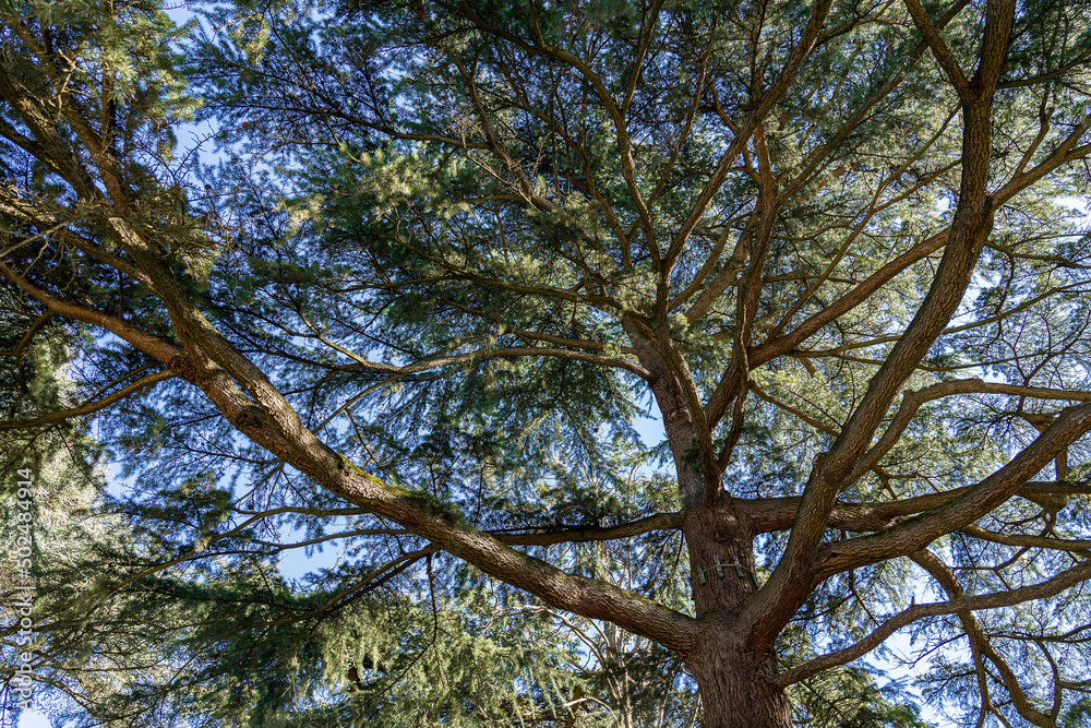 The top of a pine tree against the blue sky. Sunny summer day. The top of a pine tree against the blue sky. Sunny summer day.