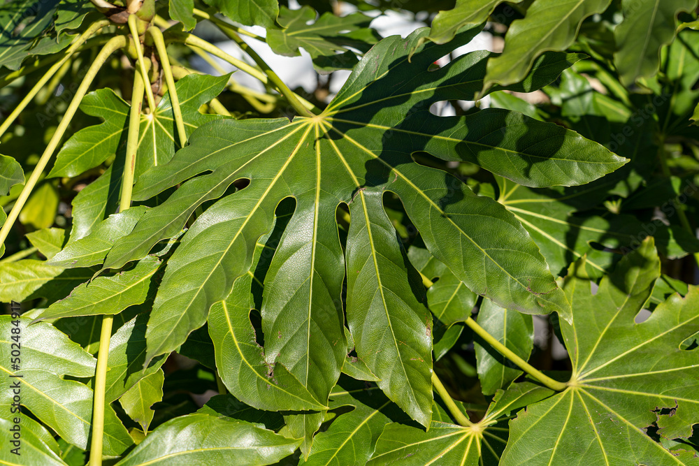 Obraz premium Large leaves of Fatsia japonica plant close-up. The flora of the south of France.