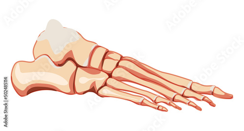 Human Foot ankle Bones Skeleton side view. 3D Anatomically correct joints, toe phalanges, cuboid, metatarsal, navicular, cuneiform realistic flat Vector illustration of isolated on white background