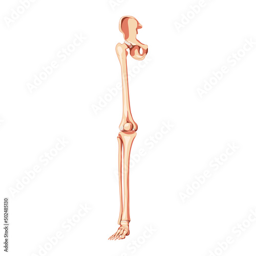 Human Pelvis with leg Skeleton front view with hip bone, thighs, foot, femur. Anatomically correct 3D realistic flat natural color concept Vector illustration of anatomy isolated on white background