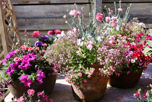 potted garden flowers