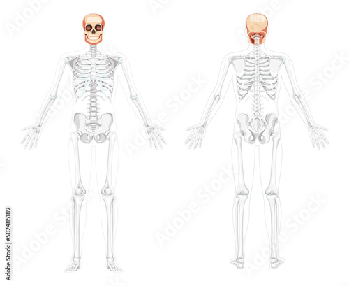 Set of Human head Skull Skeleton front back view with open hands partly transparent. Human jaws model with Anatomically correct realistic flat natural color concept Vector illustration isolated