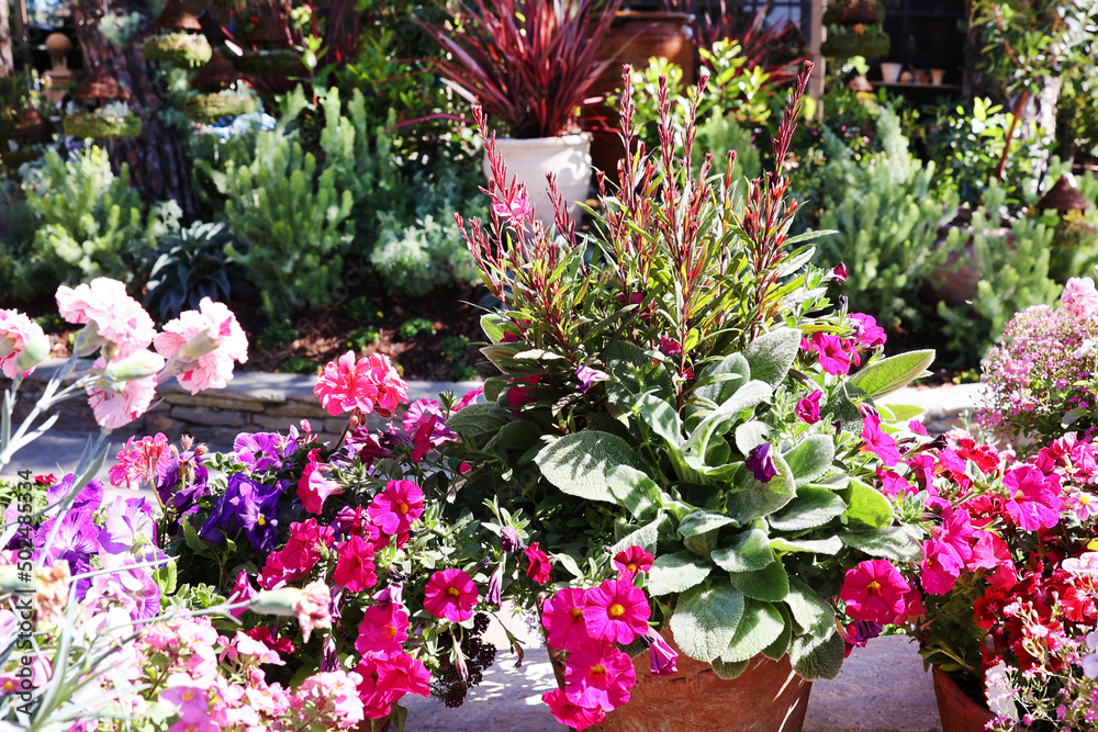 pink petunias pink petunias