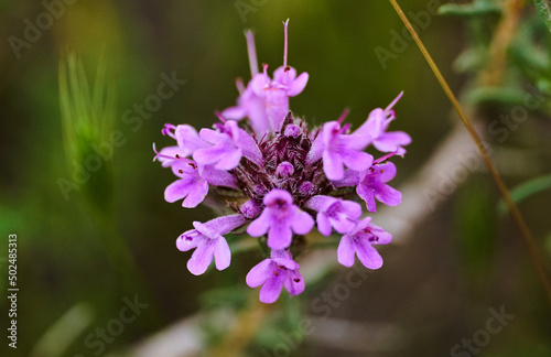 Fleur mauve