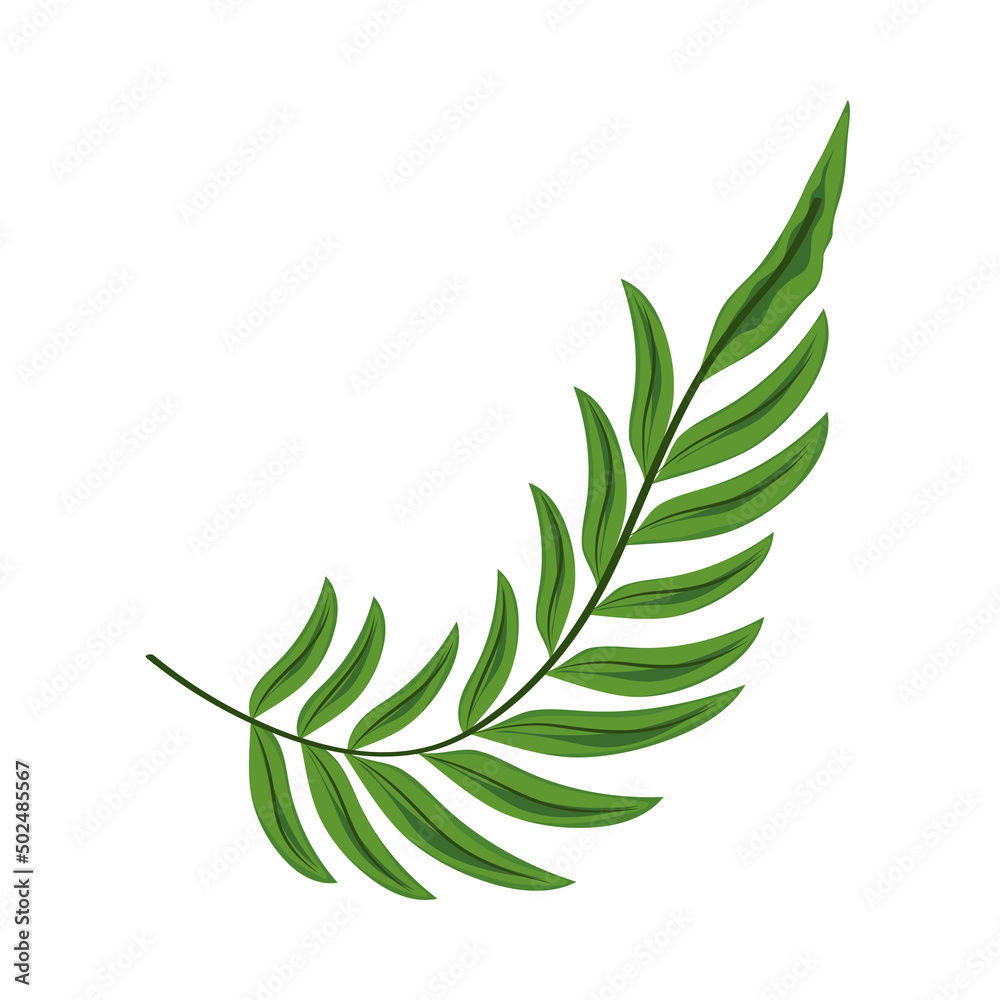 leaf palm plant leaf palm plant