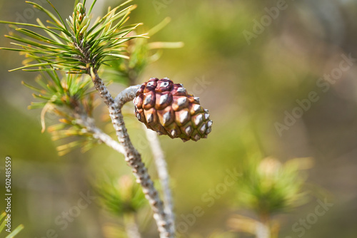 Sapin