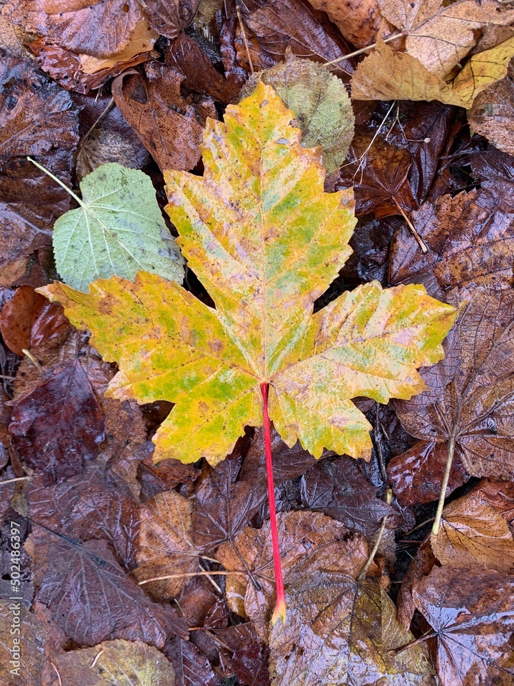 Obraz premium Ahornblatt gelb im Herbst auf Waldboden - Herbstblätter braun im Porträt